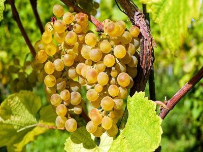 Productia de vin autohton, cu 10-15 la suta mai mare decat cea de anul trecut