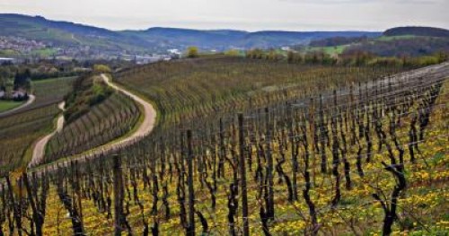 Dupa 62 de ani de existenta, Vinexport Vrancea a cerut intrarea in insolventa