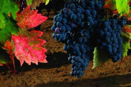 Productia de vin a Italiei, mai mica dar de calitate superioara