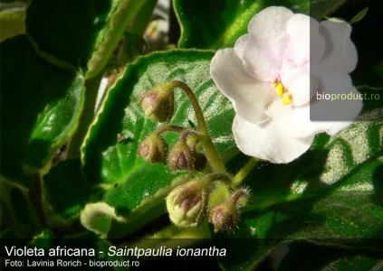 Cum uzi ghivecele cu plante din apartament