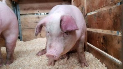 PPA. Peste 24.000 de porci, sacrificati de vecinii bulgari