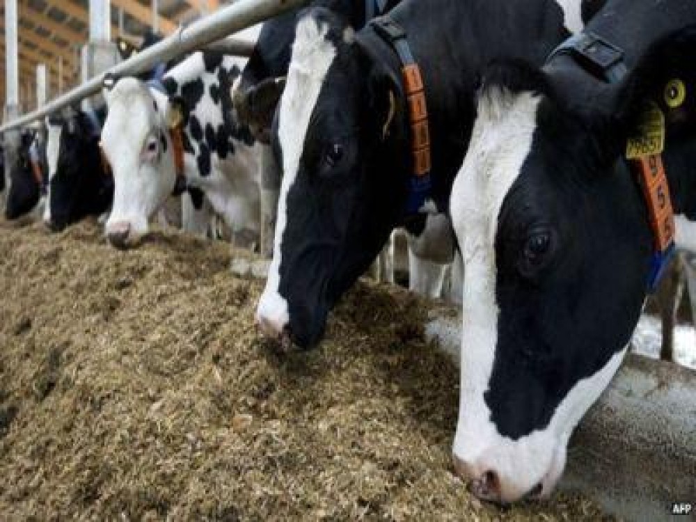 ANSVSA: Recomandari pentru protejarea animalelor de efectele caniculei