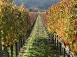 MADR intentioneaza sa reduca la jumatate sprijinul acordat viticultorilor
