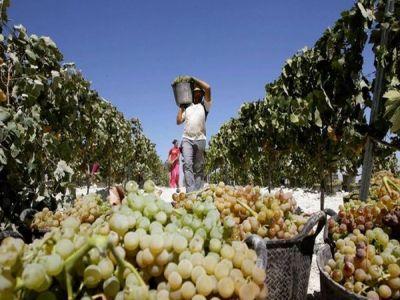 viticultorii-vor-primi-bani-pentru-sa-si-construi-crame-si-magazine-pentru-comercializarea-vinului