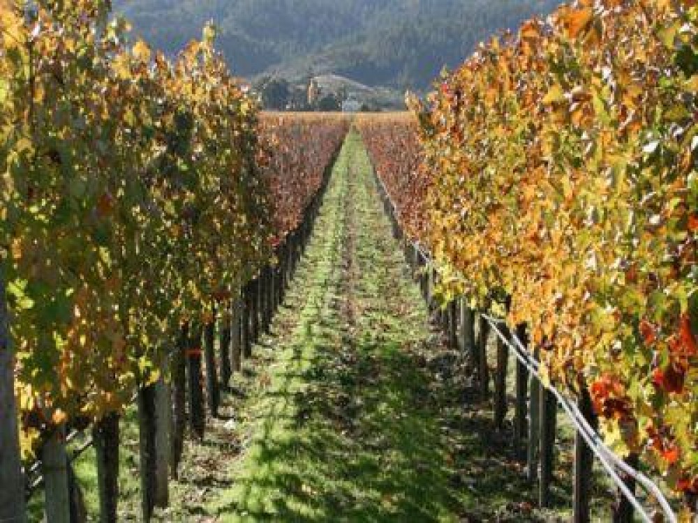 Conditii de eligibilitate pentru acordarea noului sprijin in viticultura