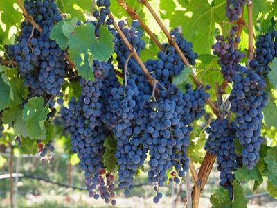 viticultorii-vor-beneficia-anual-477-milioane-de-euro-din-partea-ue