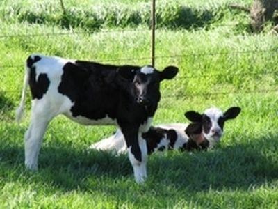 Daniel Constantin viziteaza, vineri, mai multe ferme zootehnice si unitati de productie a carnii in judetul Prahova
