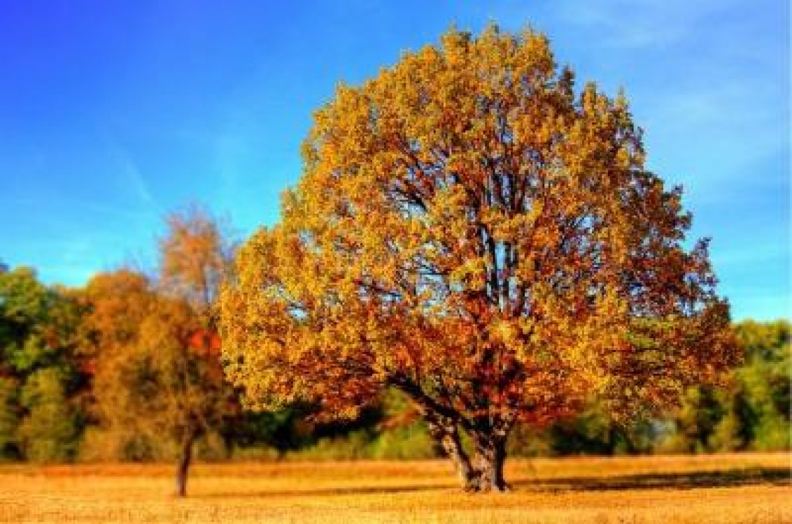 Prognoza agrometeorologica pentru perioada 24-30 septembrie 2020