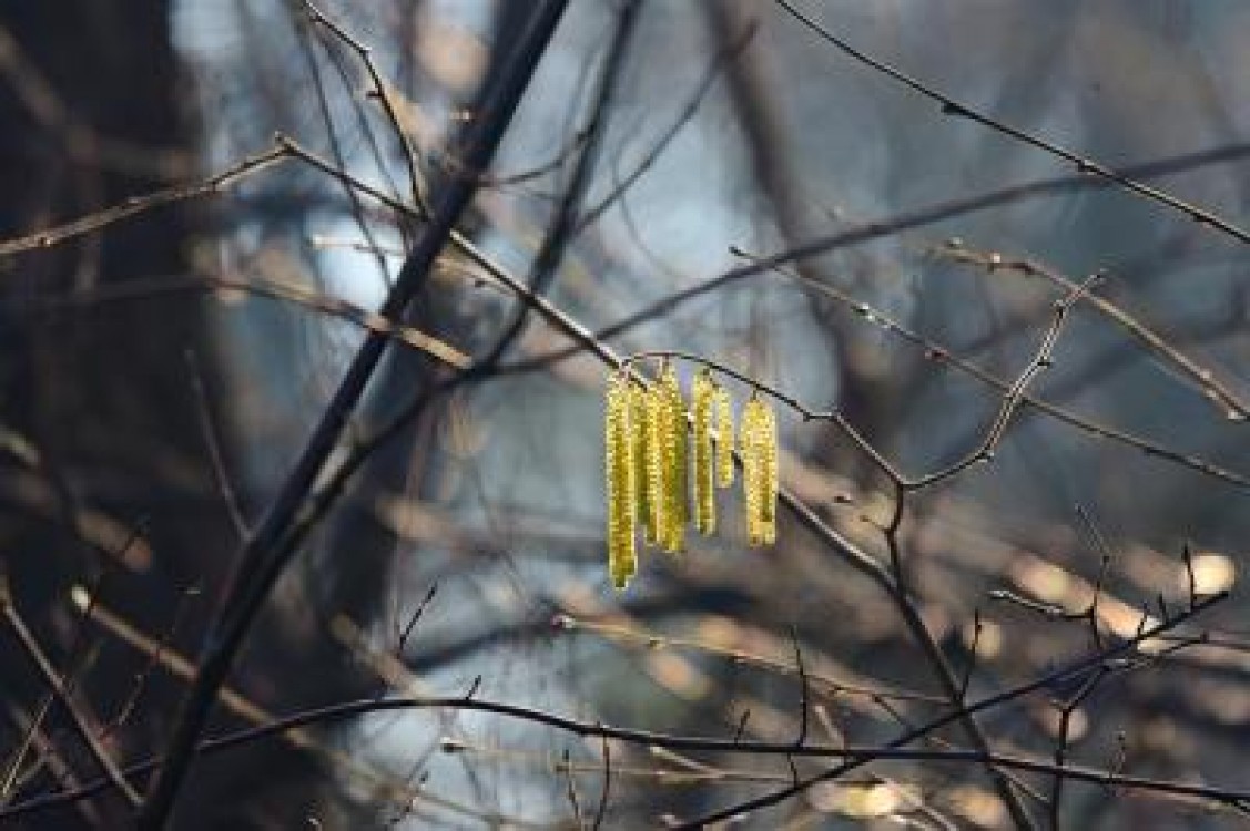 Prognoza agrometeorologica pentru perioada 29 ianuarie - 4 februarie 2022
