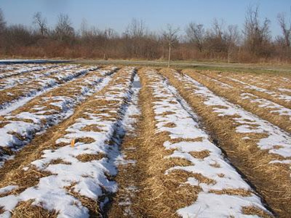 Cum va fi vremea in primele trei luni ale lui 2013