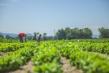 Ministrul Agriculturii: Continuam sa sprijinim fermierii romani sa produca alimente pentru noi toti
