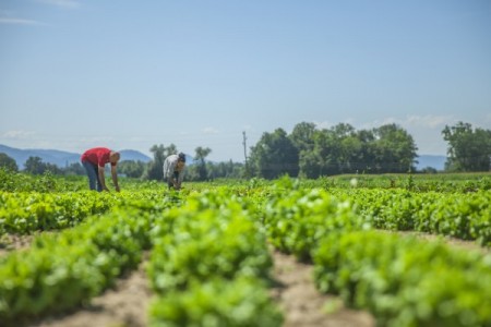 Ministrul Agriculturii: Continuam sa sprijinim fermierii romani sa produca alimente pentru noi toti