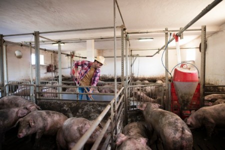 ANSVSA: Nou ordin pentru cresterea porcilor