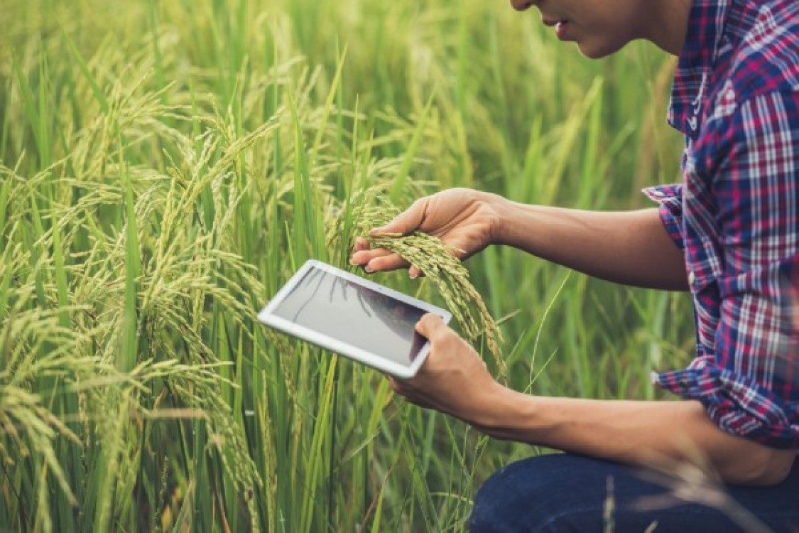 Noi fonduri europene pentru tinerii fermieri. Schimbarile majore anuntate de ministrul Agriculturii