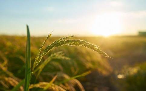Prognoza agrometeorologica 14 - 17 iunie 2022. Temperatura maxima a aerului se va situa intre 21 - 32 grade