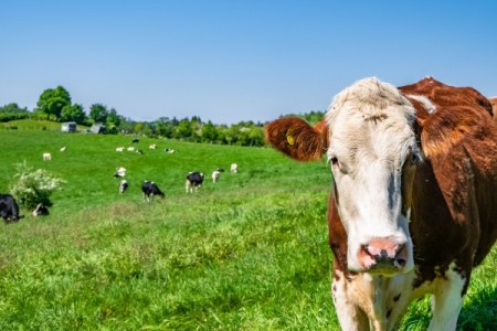Lege noua: Pasunile comunale vor fi atribuite crescatorilor de animale din localitate, pe o perioada de 7 si 10 ani