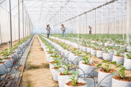 APIA: Lista fermierilor eligibili pentru microgranturi de 5.000 euro