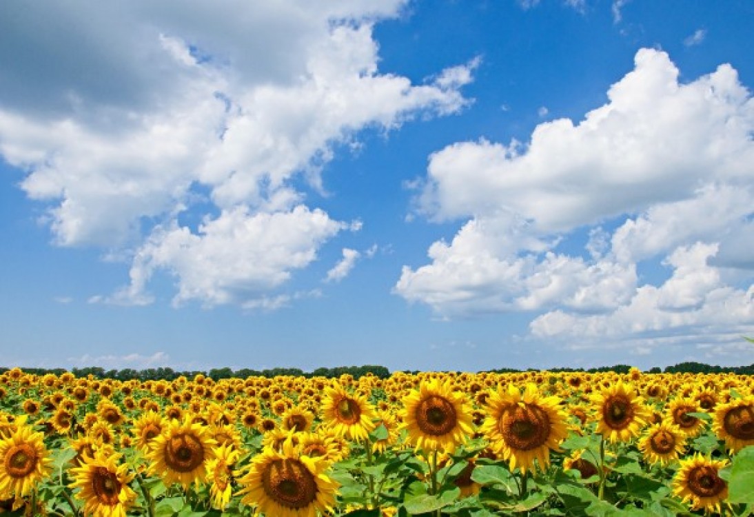 Suprafata cultivata in Romania a crescut la 8,263 milioane hectare