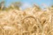 Productia de cereale ar putea scadea cu 1,4 milioane de tone in 2022