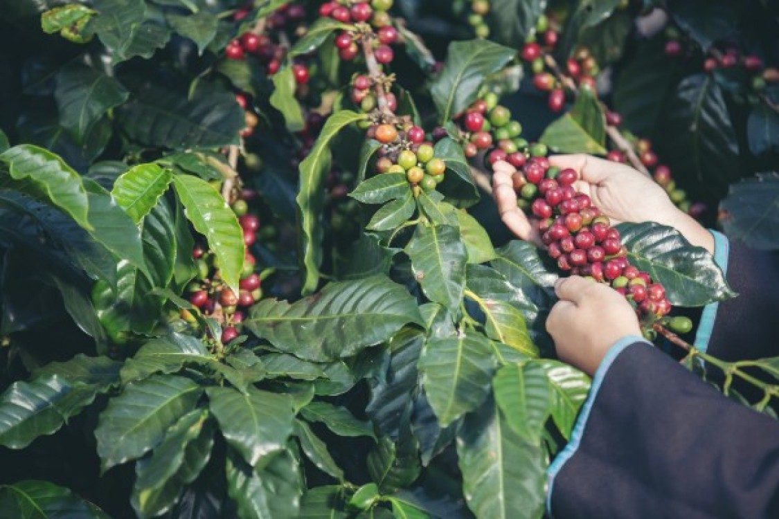 Cum se ingrijeste arborele de cafea?