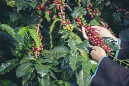 Cum se ingrijeste arborele de cafea?