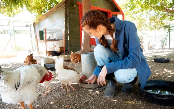 ANSVSA: Veterinarii si crescatorii de animale trebuie sa respecte conditiile impuse