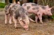 ANSVSA anunta focare active de pesta porcina