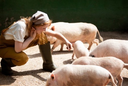 MADR: Modificari pentru crescatorii de porci