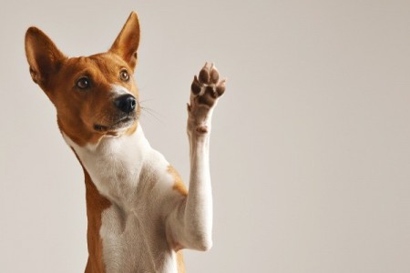 UPDATE: Maltratarea animalelor se va pedepsi cu inchisoare de 7 ani, incepand de joi