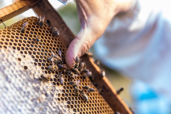 schimbari-legislative-pentru-apicultorii-care-primesc-ajutor-prin-pna