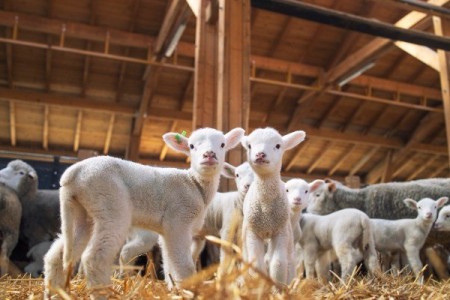Se redeschid targurile de animale in toata tara!