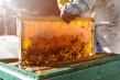 Seceta afecteaza productia de miere a tarii. Apicultorii isi duc albinele in Ungaria