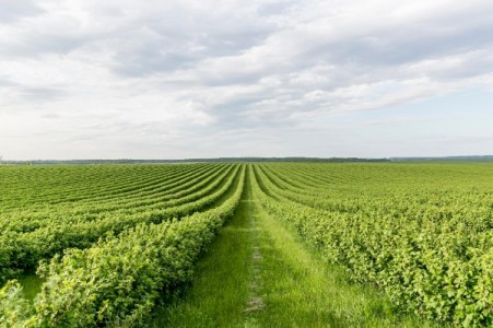 Agentia Domeniilor Statului: Se scot la licitatie 12.000 de hectare de teren pentru concesiune