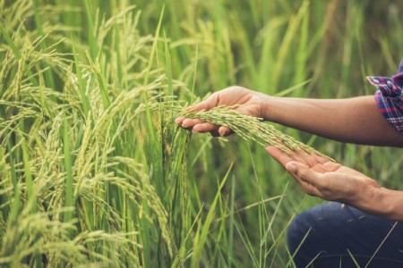 Ministrul Agriculturii: In momentul de fata nu avem banii alocati!