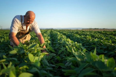 APIA: Calendarul subventiilor in curs si termenele urgente pentru fermieri