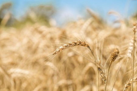 Tot graul produs de fermierii tarii este vandut