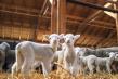APIA: Se modifica subventiile pentru crescatorii de oi