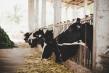 INS: Laptele colectat de la fermierii romani este mai putin