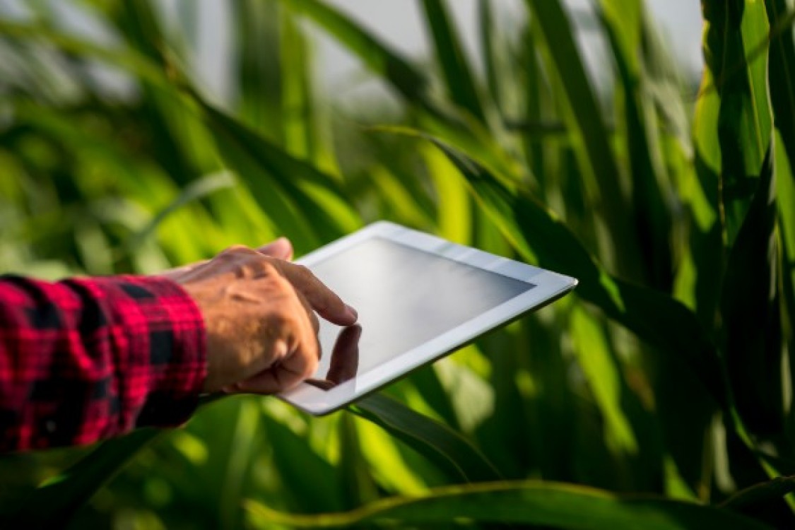 Ministrul Agriculturii grabeste finalizarea controalelor APIA