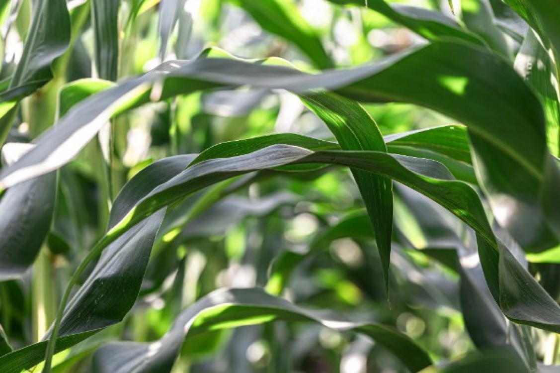 AFF: Solicitare speciala pentru irigatii