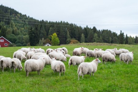 MADR: Ordonanta de Urgenta privind stanele montane