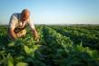 Hotarare MADR: Fermierii vor primi 176,80 euro/ha