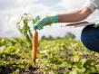 Romania importa morcovi, desi este pe locul 6 in UE la suprafata cultivata