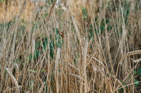 Suprafata totala calamitata a urcat la 329.680 ha