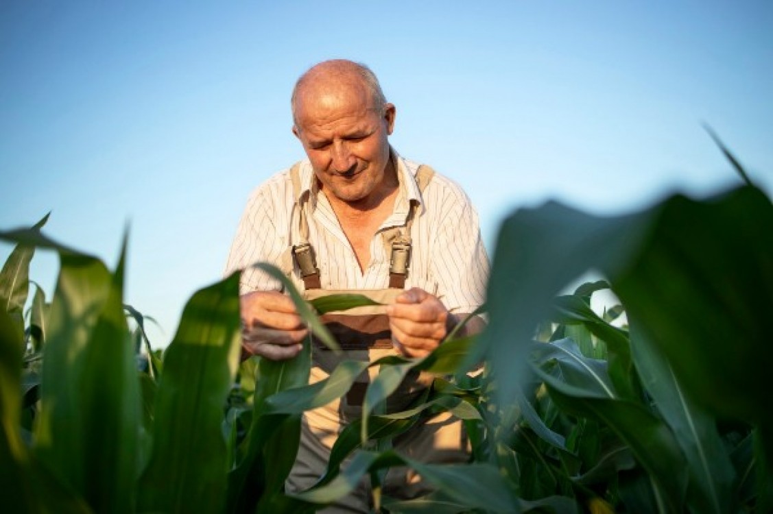 MADR: 351.700 de hectare afectate de seceta