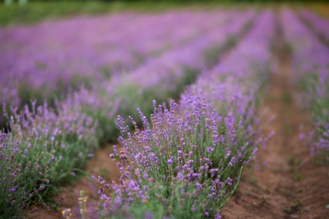 Lavanda. Fertilizarea solului