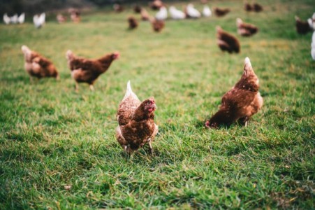 Gripa aviara: Primele masuri luate de autoritati