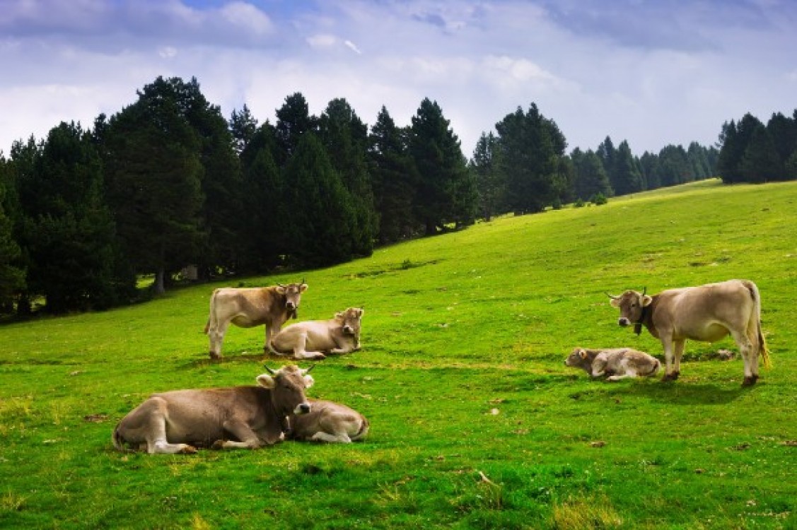 MADR: Noi solutii pentru fermierii din sectorul zootehnic