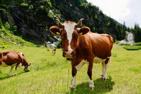 APIA: Subventia pentru vaci de lapte, majorare de 50 de milioane de euro