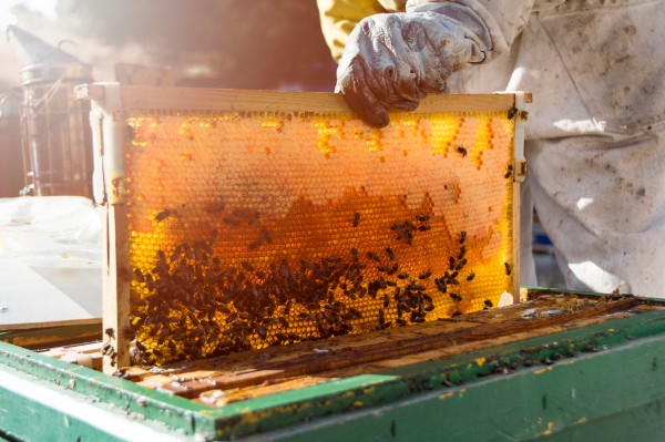 productia-de-miere-scade-apicultorii-solicita-un-sprijin-financiar